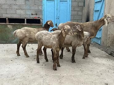 Продаю | Баран (самец) | Арашан | Для разведения | Матка