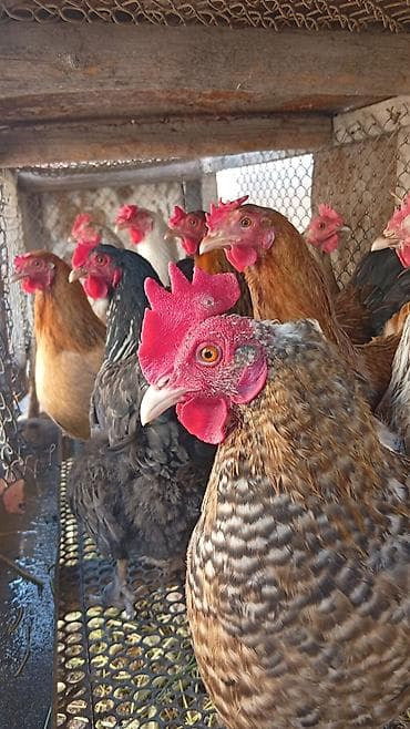 гнездо для кур: Продаю | Куры | Домашняя | Для разведения — 3