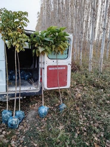 саженцы живой изгороди купить: Көчөттөр дарактардын: Клёндор — 7