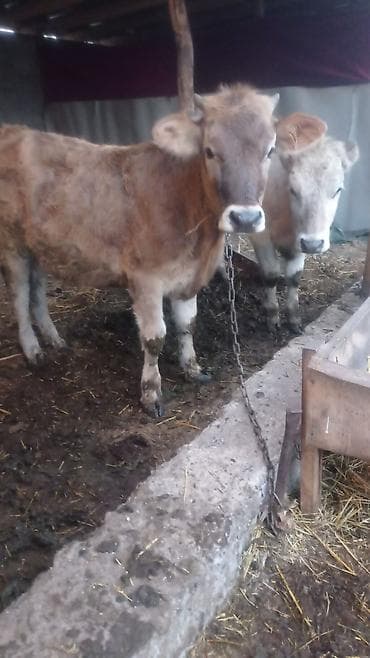 корова на забой: Продаю | Бык (самец) | На откорм | Привязанные — 5