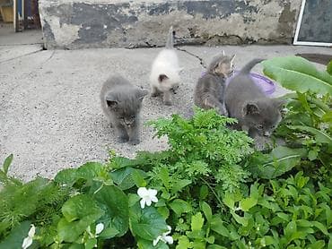 для крыс: Бесплатно котята от нашей кошки СУПЕР-ОХОТНИЦЫ. Кошка ловит не только — 3