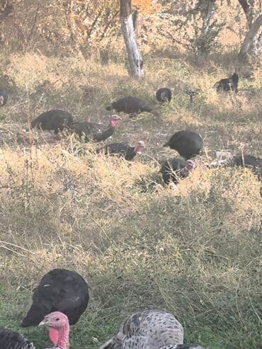 домик для животных: Продаю | Индюк (самец) | Для разведения — 7