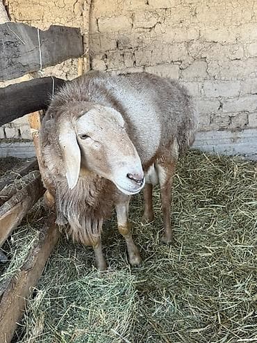 Продаю | Баран (самец) | Для разведения | Осеменитель