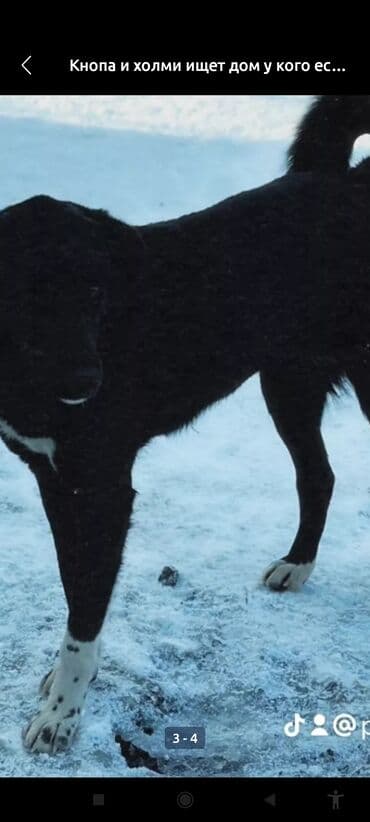 возьму собаку в добрые руки: Холми ищет дом — 2