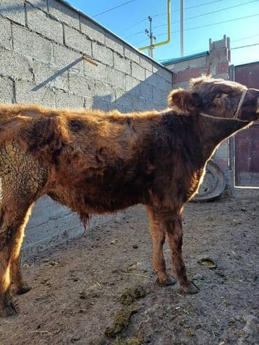 отдам даром вислоухого котенка: Продаю | Тёлка | На откорм | Привязанные — 8