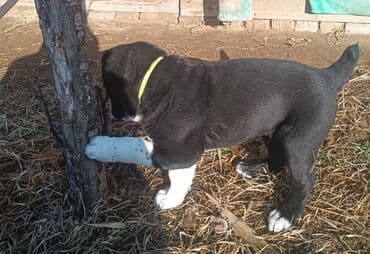 алабай талас: Алабай, 2 айлык, Эркек, Эмделген — 10