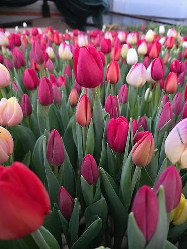 семена тюльпанов оптом: Тюльпаны оптом от производителя. Местная теплица, без посредников — 4
