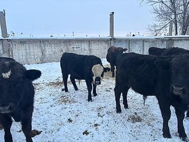 ургачы кулун: Сатам | Бука (эркек) | Бордоп семиртүү үчүн — 1