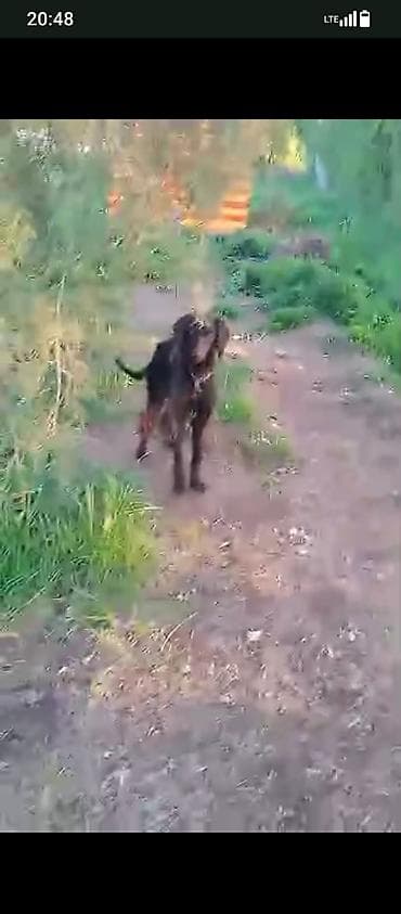 когучкон бишкек: Тайган, 2 жаш, Эркек, Эмделген — 1