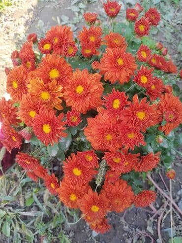 вилы садовые: Хризантемы мультифлора (садовые шары) - Компактные шаровидные кусты — 7