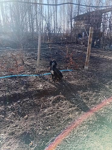 машинка для животных: Собака даром: Тайган, 2 года, Самец — 2