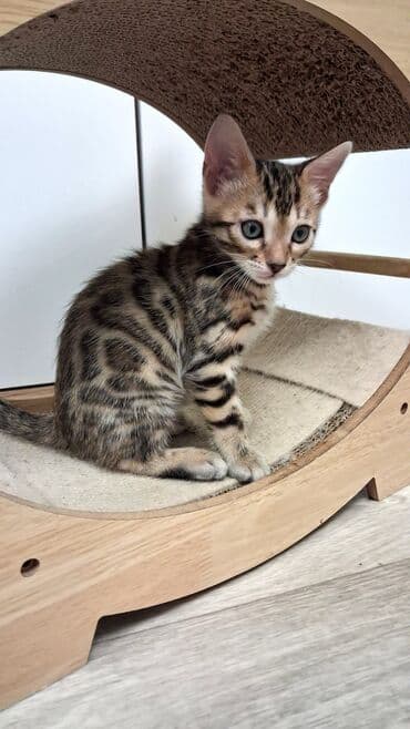 собака булдок: Бенгал, 2 айлык, Ургаачы, Лотокко барууга үйрөтүлгөн, Курттардан тазаланган, Документтери менен — 6