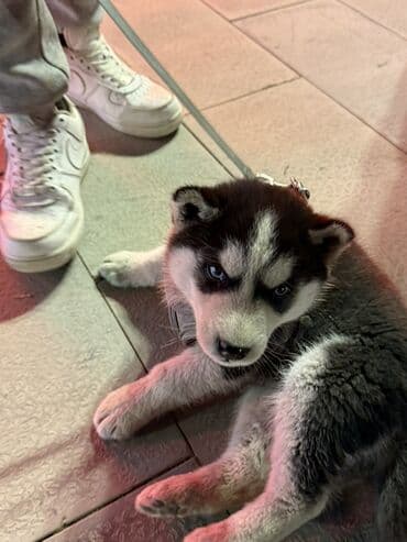 Хаски, 3 месяца, Самец