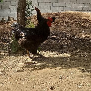 куры живые: Продаю | Куры | Домашняя | Несушки — 7