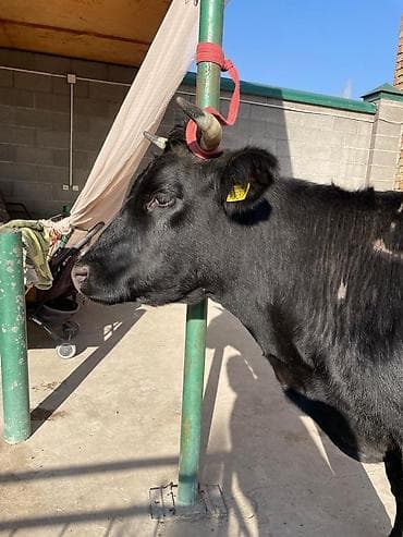 кой кози: Продаю | Корова (самка) | Для молока — 2