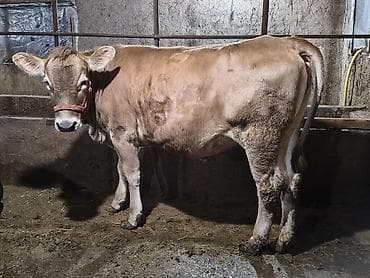 аршан кой: Продаю | Тёлка | Алатауская | На откорм, Для разведения — 3