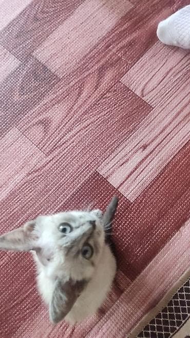 scottish fold: Кошка даром: Беспородная, 4 месяца, Девочка, Приучена к лотку — 3
