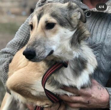 Ищем дом для прекрасного молодого мальчика. Привит от инфекций at lalafo.kg Ищем дом для прекрасного молодого мальчика. Привит от инфекций