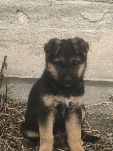 купить щенка ротвейлера в бишкеке: Овчарка, 2 месяца, Самец — 3