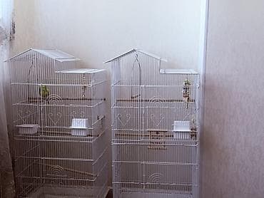 купить неразлучников: Продам волнистого попугая вместе с двумя большими клетками и всем — 2
