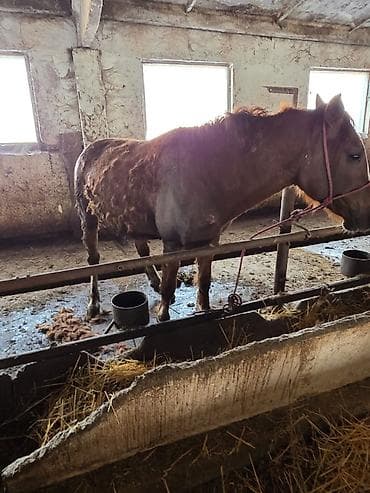 сколько стоит ягдтерьер: Продаю | Жеребец | На забой, Для разведения, Рабочий | Осеменитель — 6