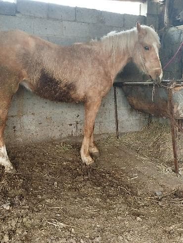 породистые кошки бишкек: Продаю | Кобыла (самка) | На забой — 5