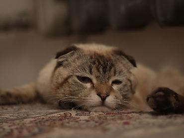 Животные: Скотиш Фолд (Шотландская вислоухая), 1 год, Мальчик, Белый, Приучена к лотку — 9