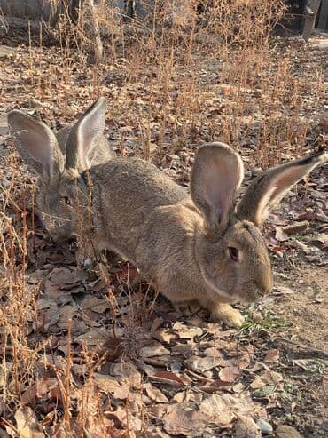 сколько стоит шотландская вислоухая кошка: Продаю кроликов великанов. 10 месяцев.
цена 2500 сом.
торг возможен — 1
