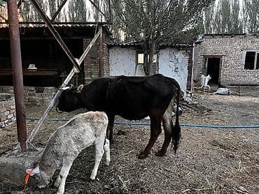 собака жалал абад: Сатам | Уй (ургаачы) | Көбөйтүү үчүн | Байланган — 5