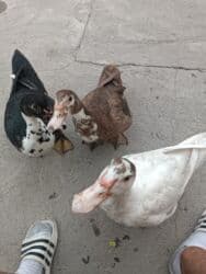 продажа щенков немецкой овчарки с документами в бишкеке: Индоутки 4 штуки — 4