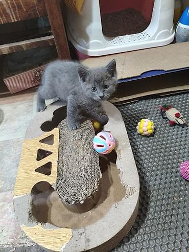 Продажа кошек: Британская короткошёрстная, 1 месяц, Мальчик, Голубой, Приучена к лотку — 5