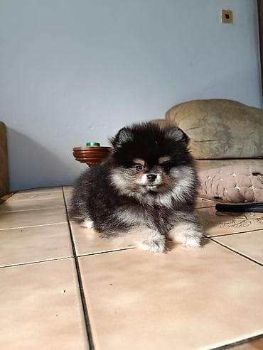 кыргыз тайган ит: Щенок шпиц (померанский тип), окрас — черно-подпалый (black & — 4