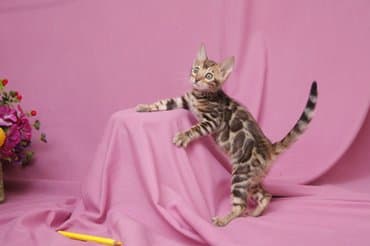продажа породистых кошек: Друзья !!! долгожданный помет . Бенгальские котята . от самых — 4