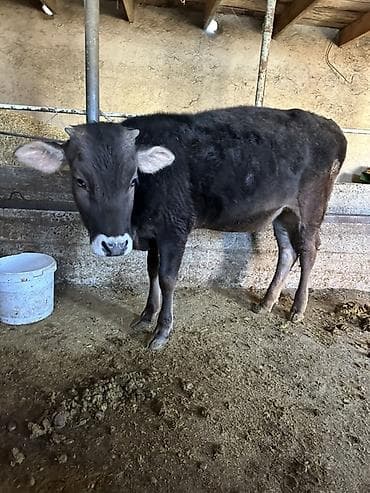 Продаю | Тёлка | На откорм | Привязанные