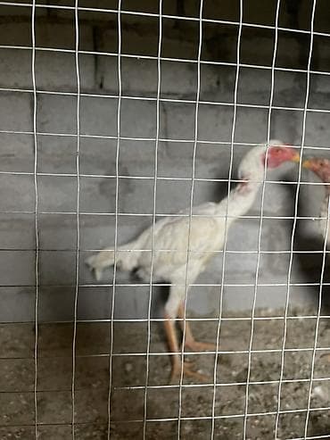 пародистая кошка: Продаю | Куры | Бойцовая | Для разведения — 3