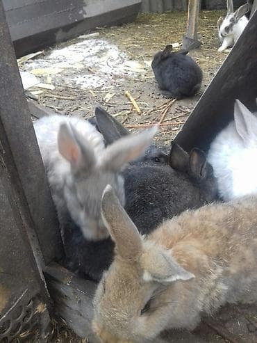 Продаю | Крольчата | Для разведения at lalafo.kg Продаю | Крольчата | Для разведения