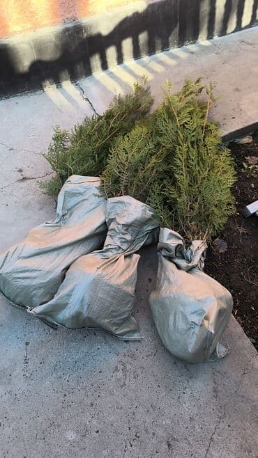 саженцы клубник: Саженцы деревьев: Туи — 18