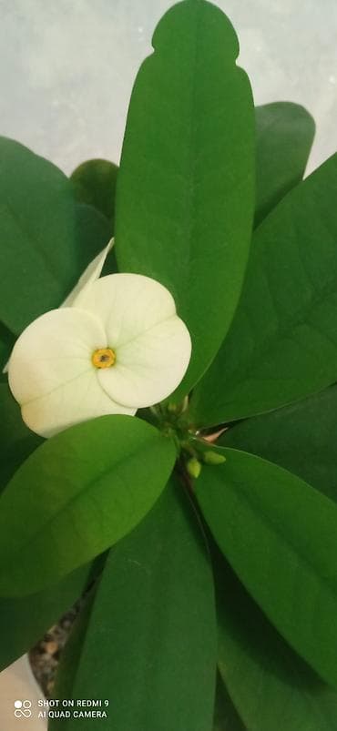 Комнатные растения: Тайский молочай — 3