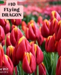 купить луковицы тюльпанов из голландии: Предлагаются тюльпаны различных оттенков для предзаказа к 8 марта 2026 — 11