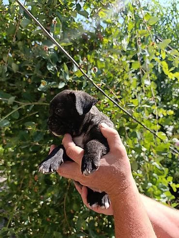 Бульдог, 1 месяц, Самец