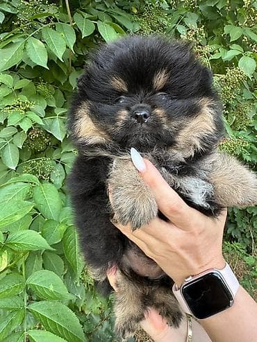 Продажа собак: Щенок померанского шпица! Продажа! Шикарная девочка с документами! 🧸 — 2
