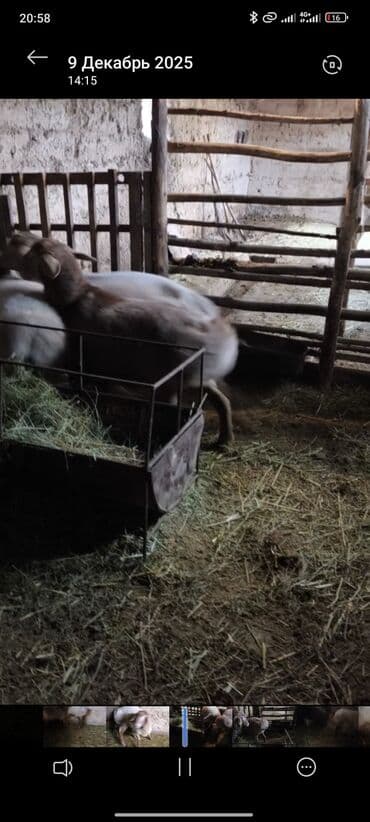 купить элитного щенка немецкой овчарки: Продаю | Баран (самец) | На забой | Племенные — 8