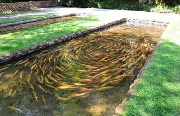 дом с действующим бизнесом: Продаю или ИЩЕМ ИНВЕСТОРА. Бизнес круглый год 4 сезона Продается — 10