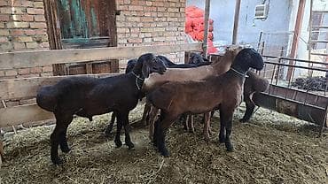 уй сатып алам бишкек: Сатам | Ургаачы кой (ургаачы) | Көбөйтүү үчүн | Ургаачы — 6