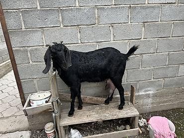 Продаю | Коза (самка) | Битал | Для разведения, Для молока