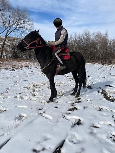 Үй жаныбарлары үчүн товарлар: Сатам | Байтал | Аргын | Жумушка — 2