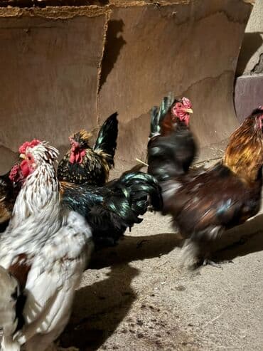 отдам даром вислоухого котенка: Срочно продам — 2