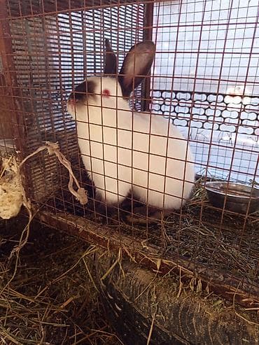 Продаю | Кролик самец | Калифорнийская | Для разведения