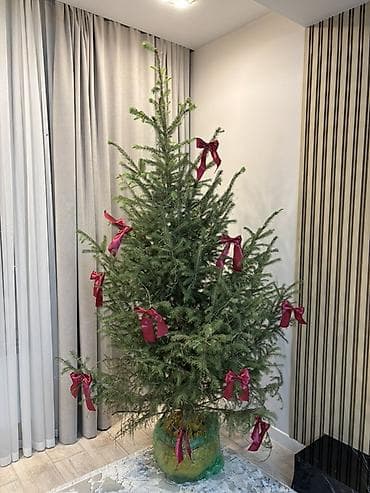 Сейфтер: Живая новогодняя ель с корнями - Порода: натуральная хвойная ель. - — 1