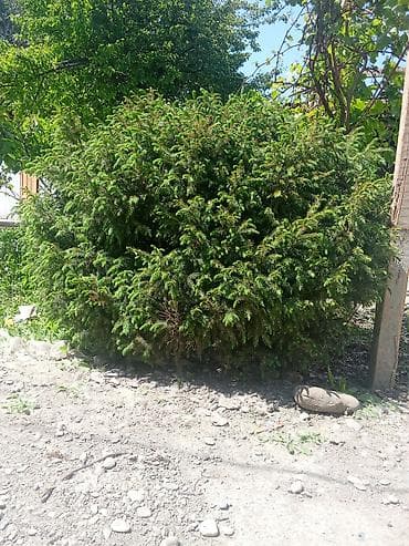 Ель декоративная (садовый хвойный куст/дерево) - Порода: ель (Picea)